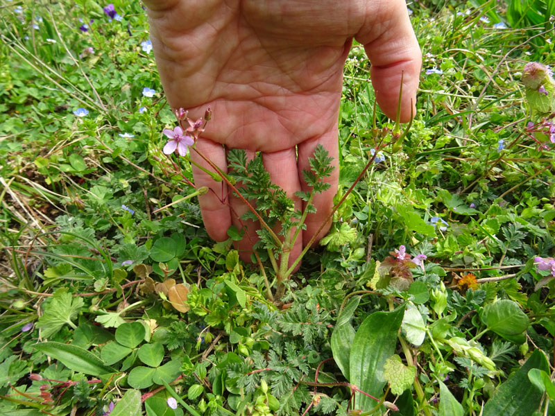 Erodium cicutarium - Geraniaceae